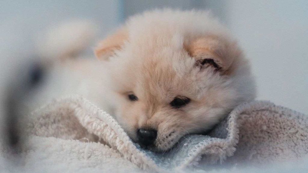 毛布の上で気持ちよさそうにしている子犬